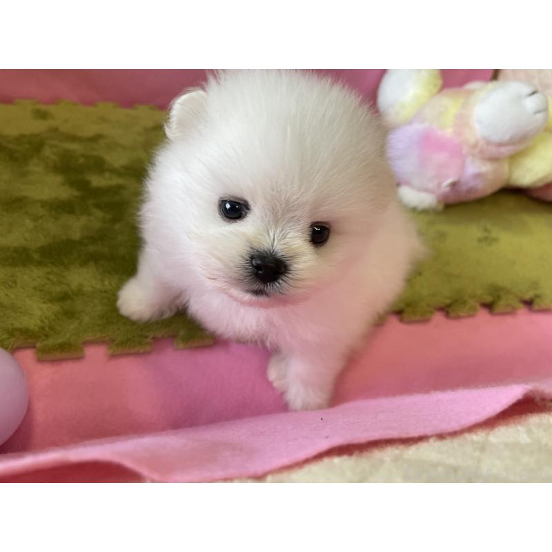 成約済の岐阜県のポメラニアン-396776の3枚目