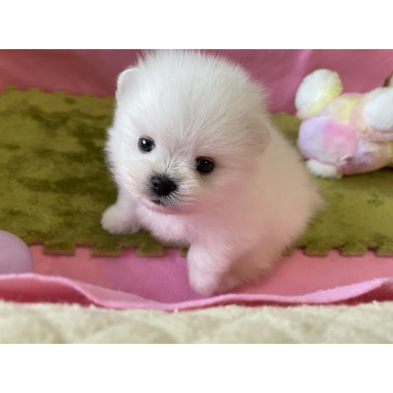 成約済の岐阜県のポメラニアン-396776の2枚目