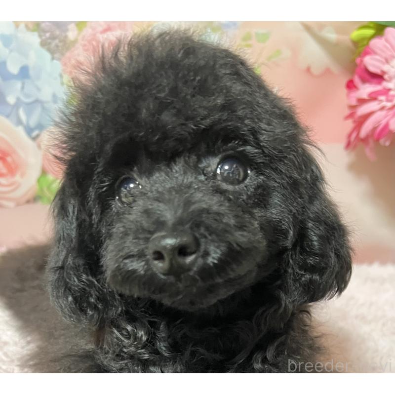 販売中の岡山県のティーカッププードル-380996の4枚目