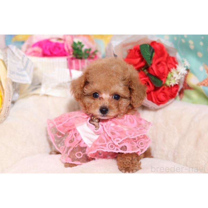 成約済の大阪府のティーカッププードル-397352の9枚目