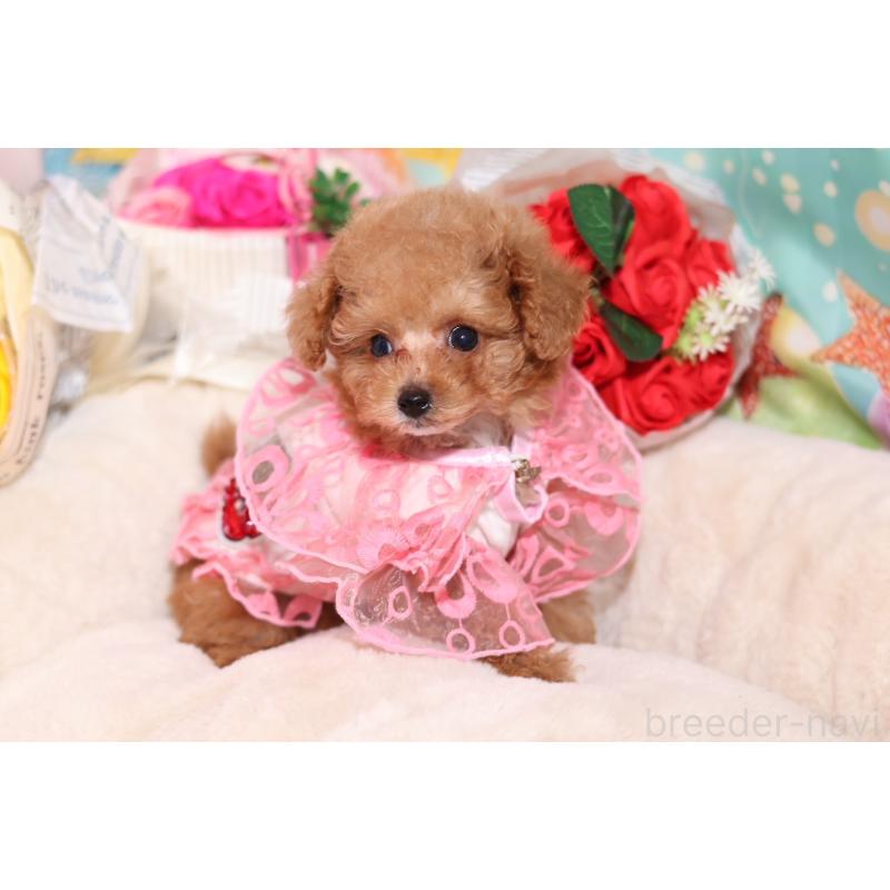 成約済の大阪府のティーカッププードル-397352の8枚目