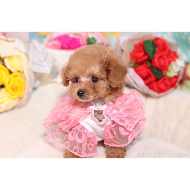 成約済の大阪府のティーカッププードル-397352の7枚目