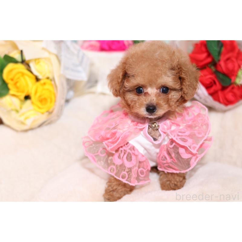 成約済の大阪府のティーカッププードル-397352の6枚目