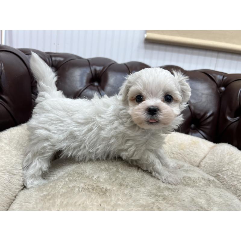 販売中の香川県のマルチーズ-398967の12枚目