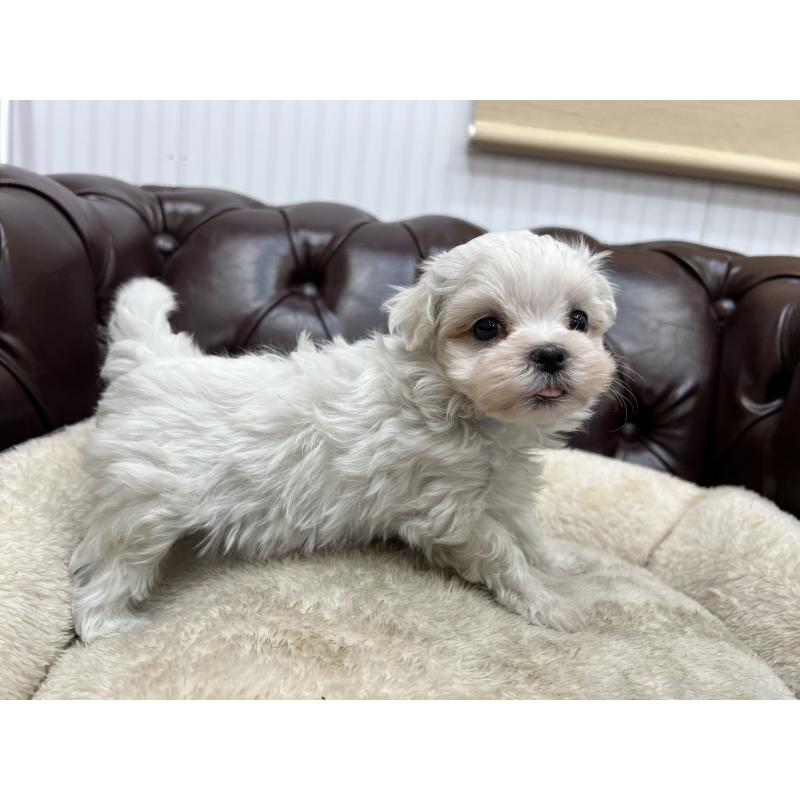 販売中の香川県のマルチーズ-398967の11枚目