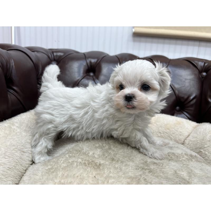 販売中の香川県のマルチーズ-398967の10枚目
