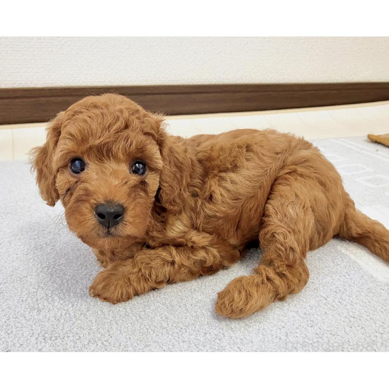 販売中の福岡県のミニチュアプードル-392213の5枚目
