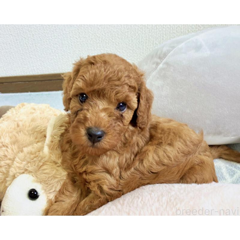 販売中の福岡県のミニチュアプードル-392213の2枚目