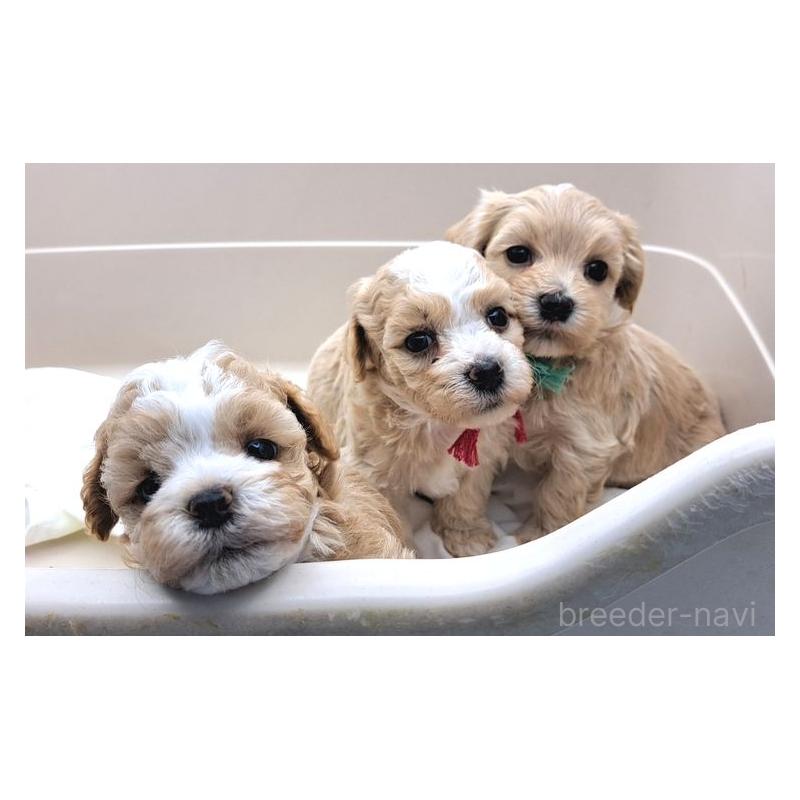 販売中の東京都のミックス犬-398997の2枚目