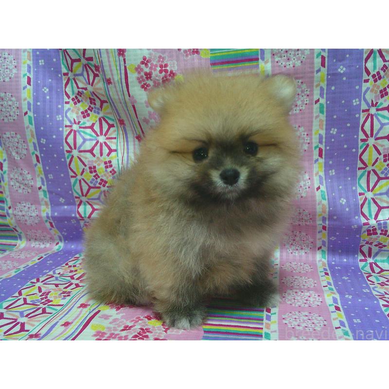 販売中の茨城県のポメラニアン-399003