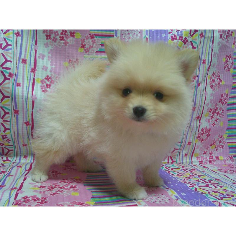 販売中の茨城県のポメラニアン-399005の2枚目