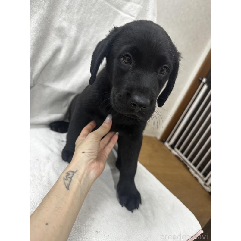 販売中の千葉県のラブラドールレトリーバー-399012の4枚目