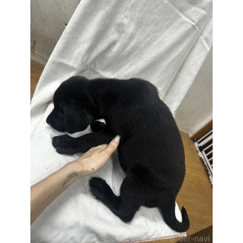 販売中の千葉県のラブラドールレトリーバー-399012の2枚目