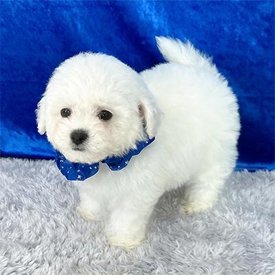 販売中の大阪府のビションフリーゼ-399059の4枚目