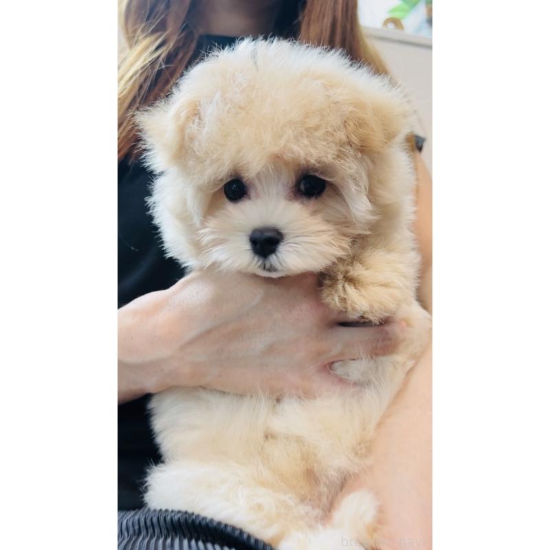 販売中の福岡県のミックス犬-390534の10枚目