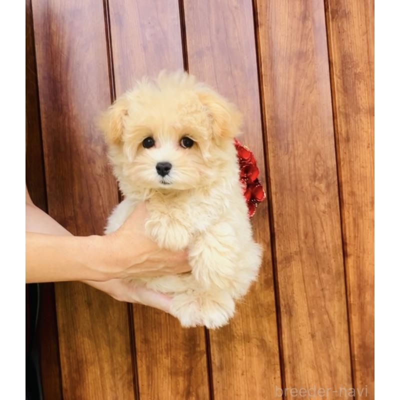 販売中の福岡県のミックス犬-390534の9枚目
