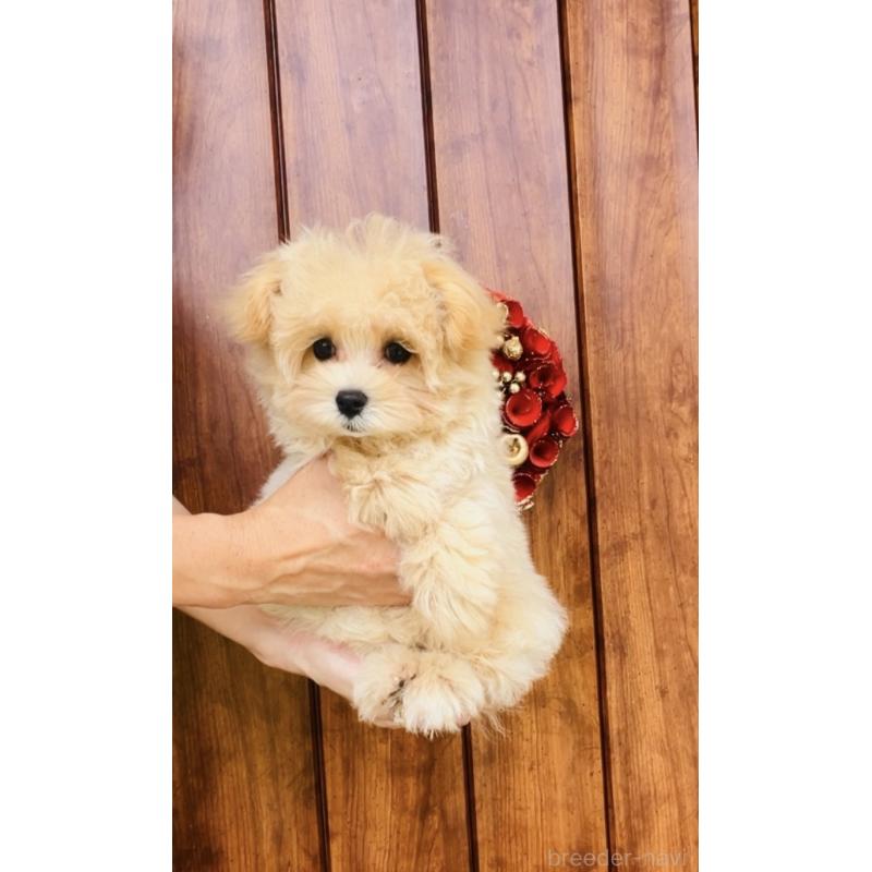 販売中の福岡県のミックス犬-390534の8枚目