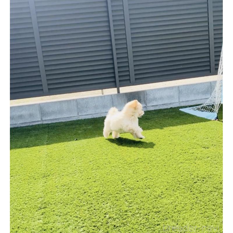 販売中の福岡県のミックス犬-390534の7枚目