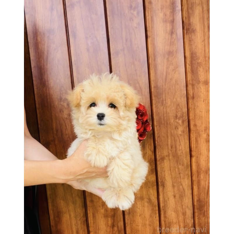 販売中の福岡県のミックス犬-390534の6枚目