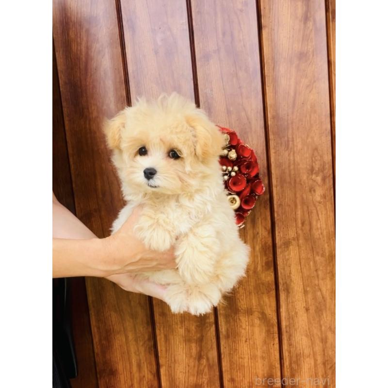 販売中の福岡県のミックス犬-390534の4枚目
