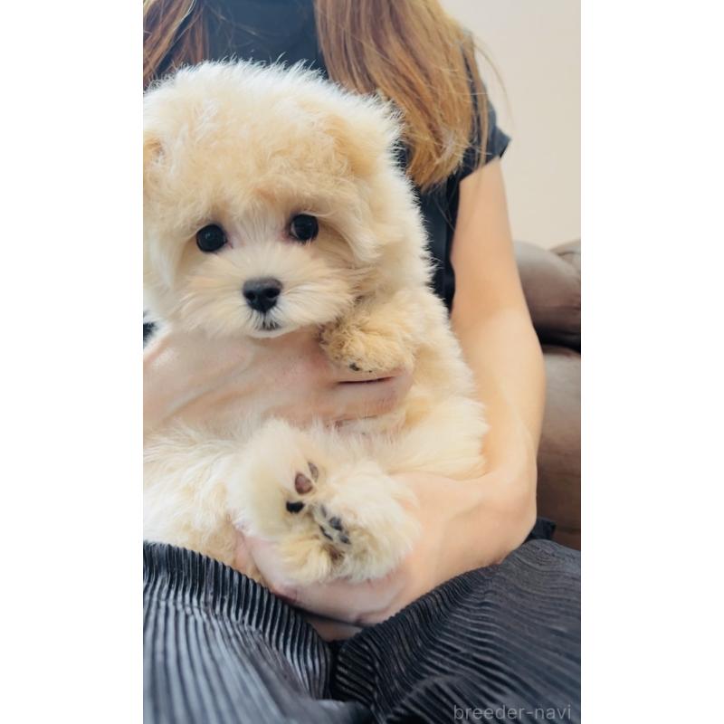 販売中の福岡県のミックス犬-390534の3枚目