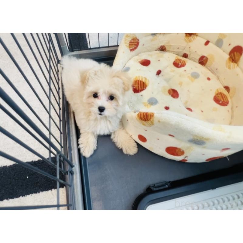 販売中の福岡県のミックス犬-390534の2枚目