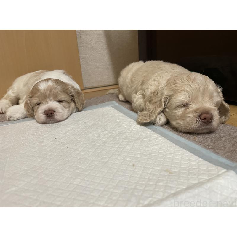 成約済の茨城県のコッカプー:アメリカンコッカースパニエル×トイプードル-396952の4枚目