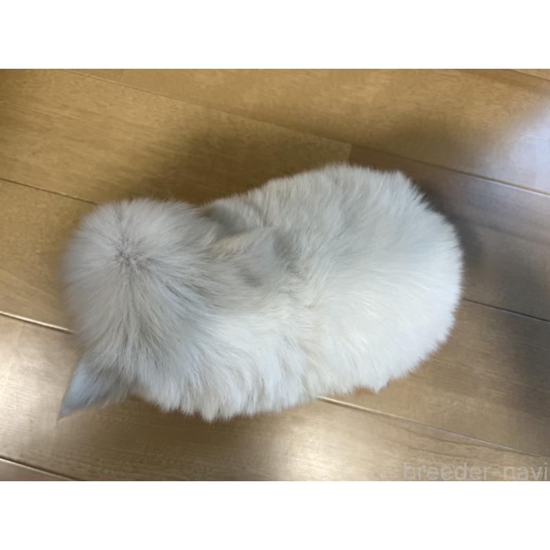 販売中の香川県のポメチワ:ポメラニアン×チワワ-399058の6枚目