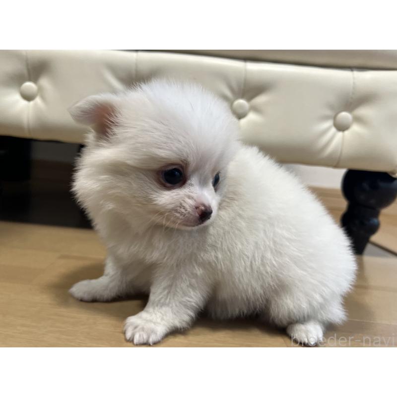 販売中の香川県のポメチワ:ポメラニアン×チワワ-399058の4枚目