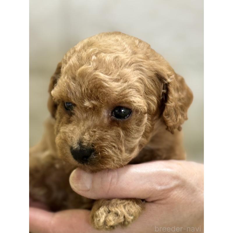 成約済の埼玉県のトイプードル-395321の5枚目