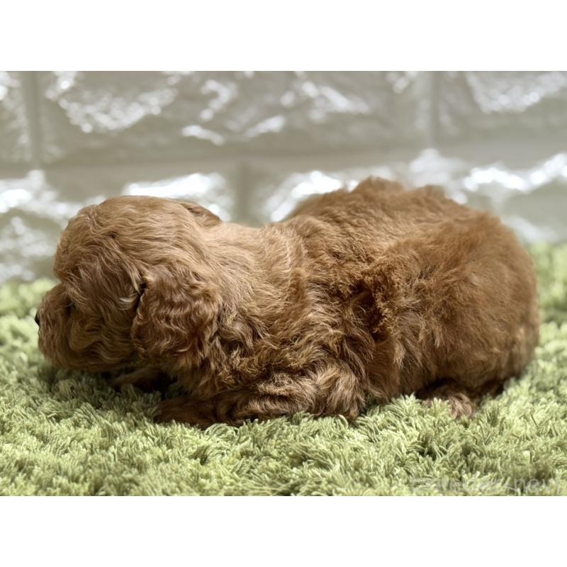 成約済の埼玉県のトイプードル-395321の4枚目