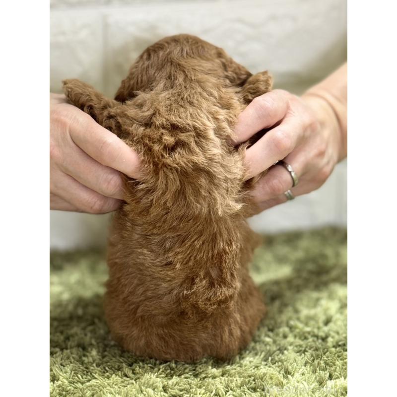 成約済の埼玉県のトイプードル-395321の3枚目