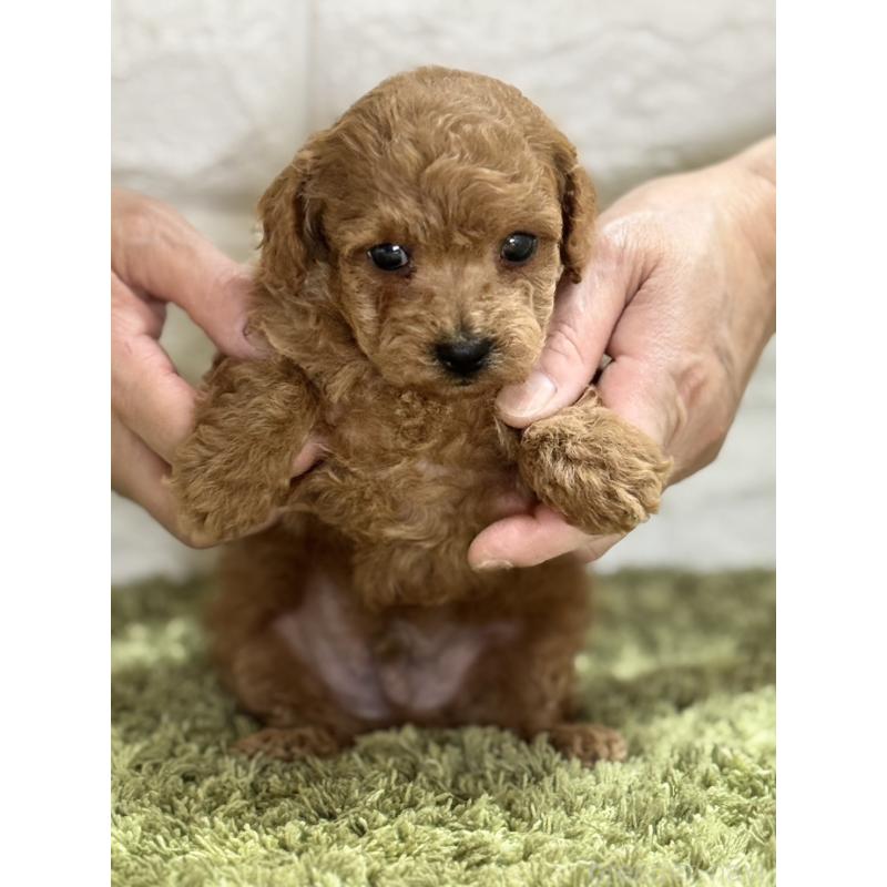 成約済の埼玉県のトイプードル-395321の2枚目