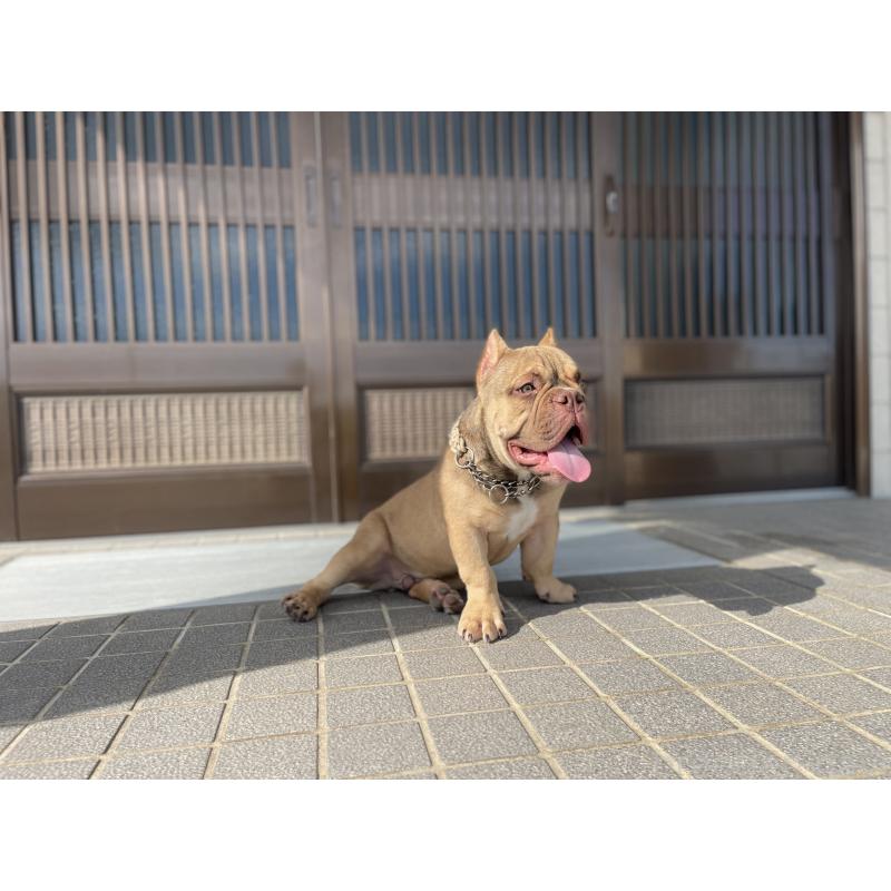 販売中の滋賀県のエキゾチックブリー-377210の2枚目