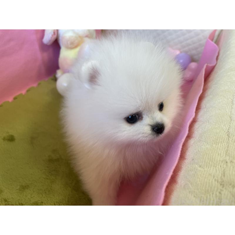 販売中の岐阜県のポメラニアン-396774の4枚目