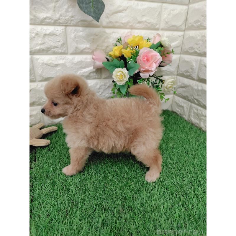 成約済の岡山県のポメプー:ポメラニアン×トイプードル-399095の3枚目