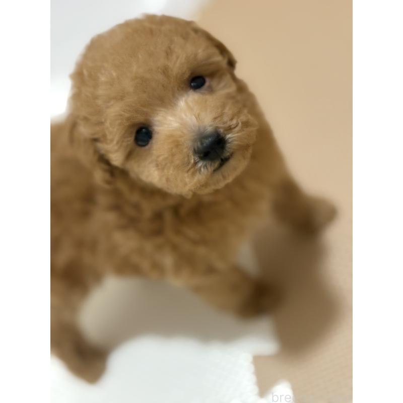 販売中の東京都のタイニープードル-398662
