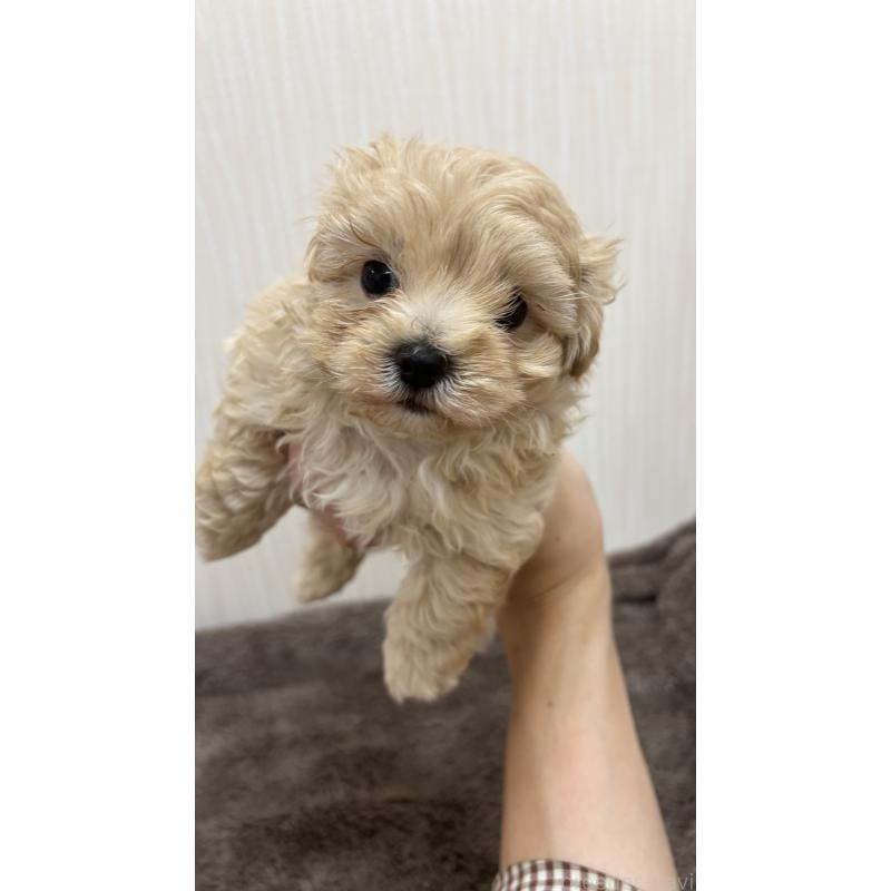 販売中の沖縄県のミックス犬-394899の7枚目