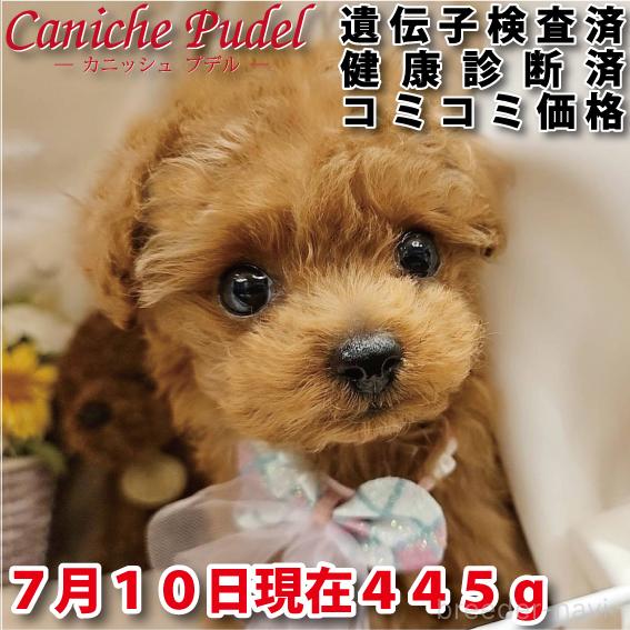 販売中の岐阜県のティーカッププードル-392232
