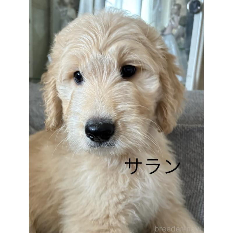 販売中の愛知県のゴールデンドゥードル:ゴールデンレトリーバー×プードル-390486の3枚目