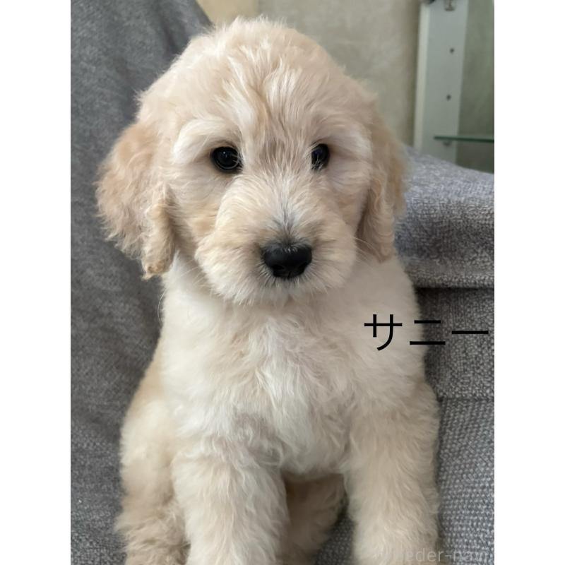 販売中の愛知県のゴールデンドゥードル:ゴールデンレトリーバー×プードル-391905