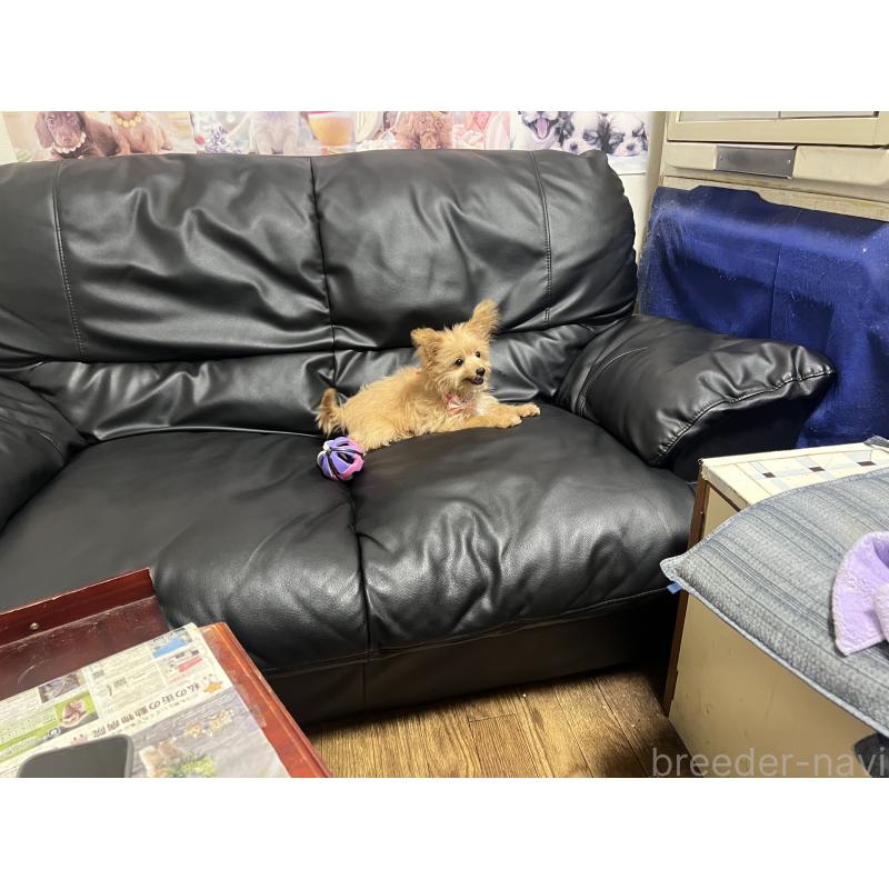 販売中の栃木県のミックス犬-386382