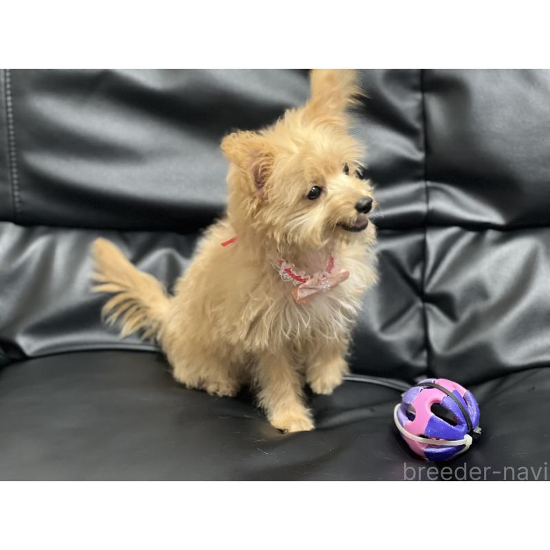 成約済の栃木県のミックス犬-386382の2枚目