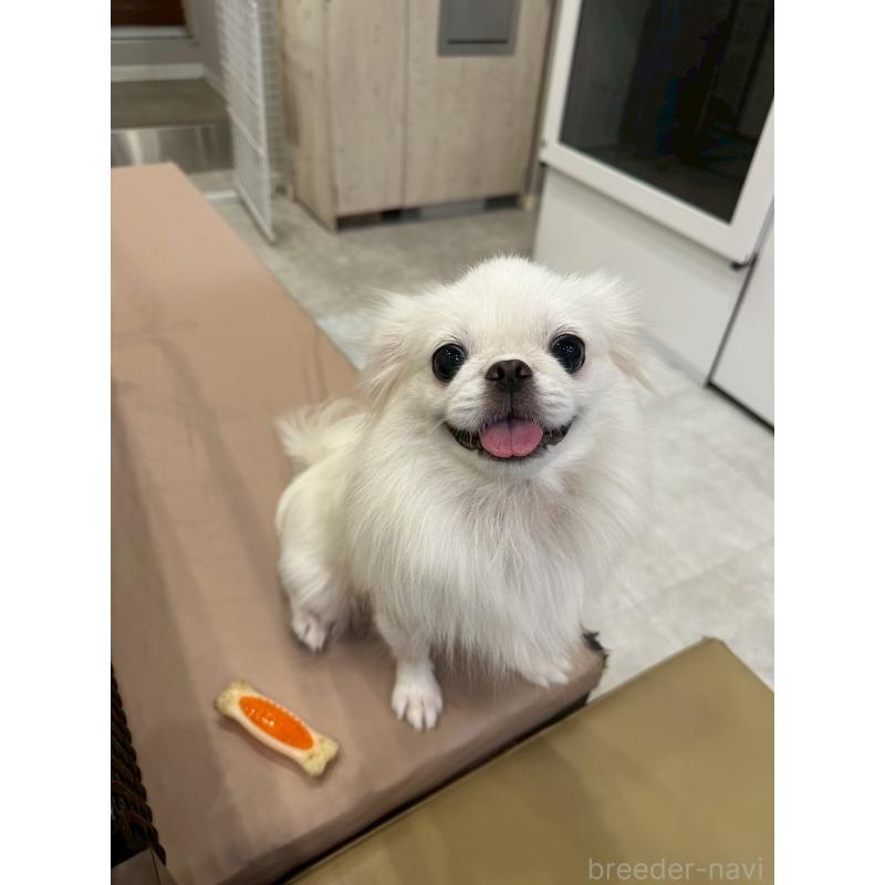 成約済の東京都のミックス犬-397563の2枚目