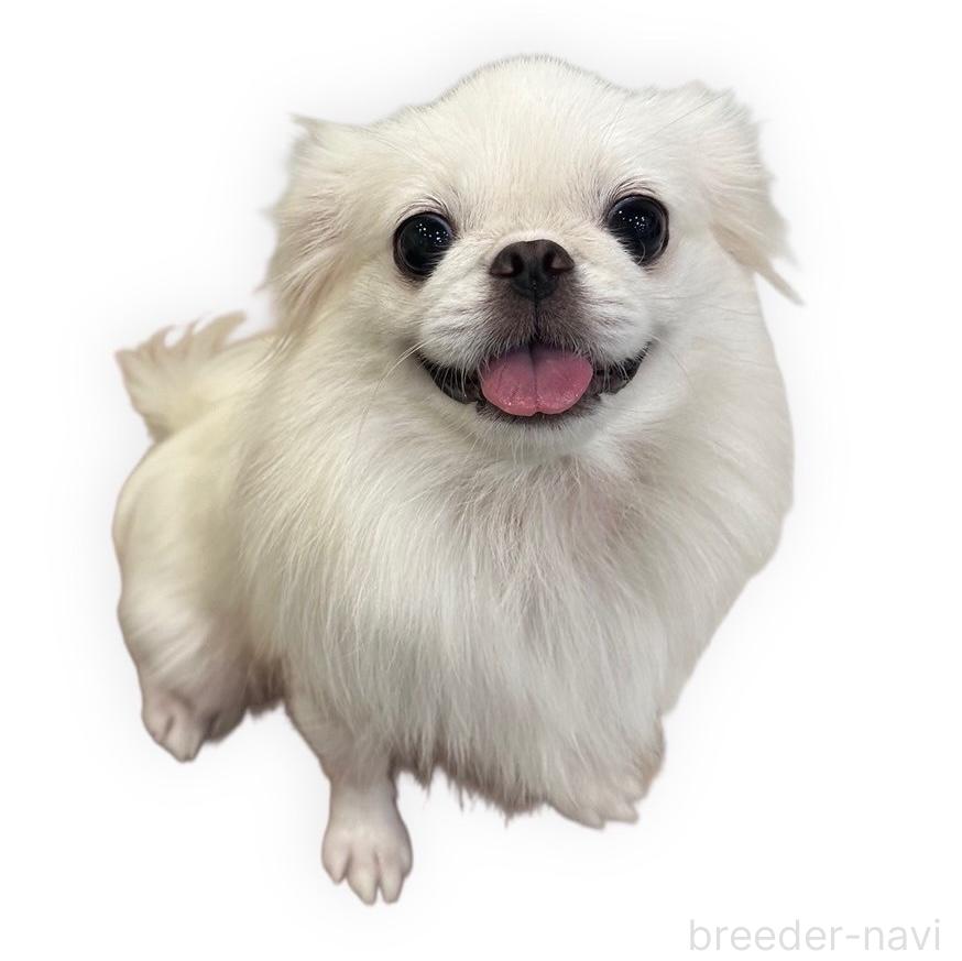 ペチちゃん1枚目