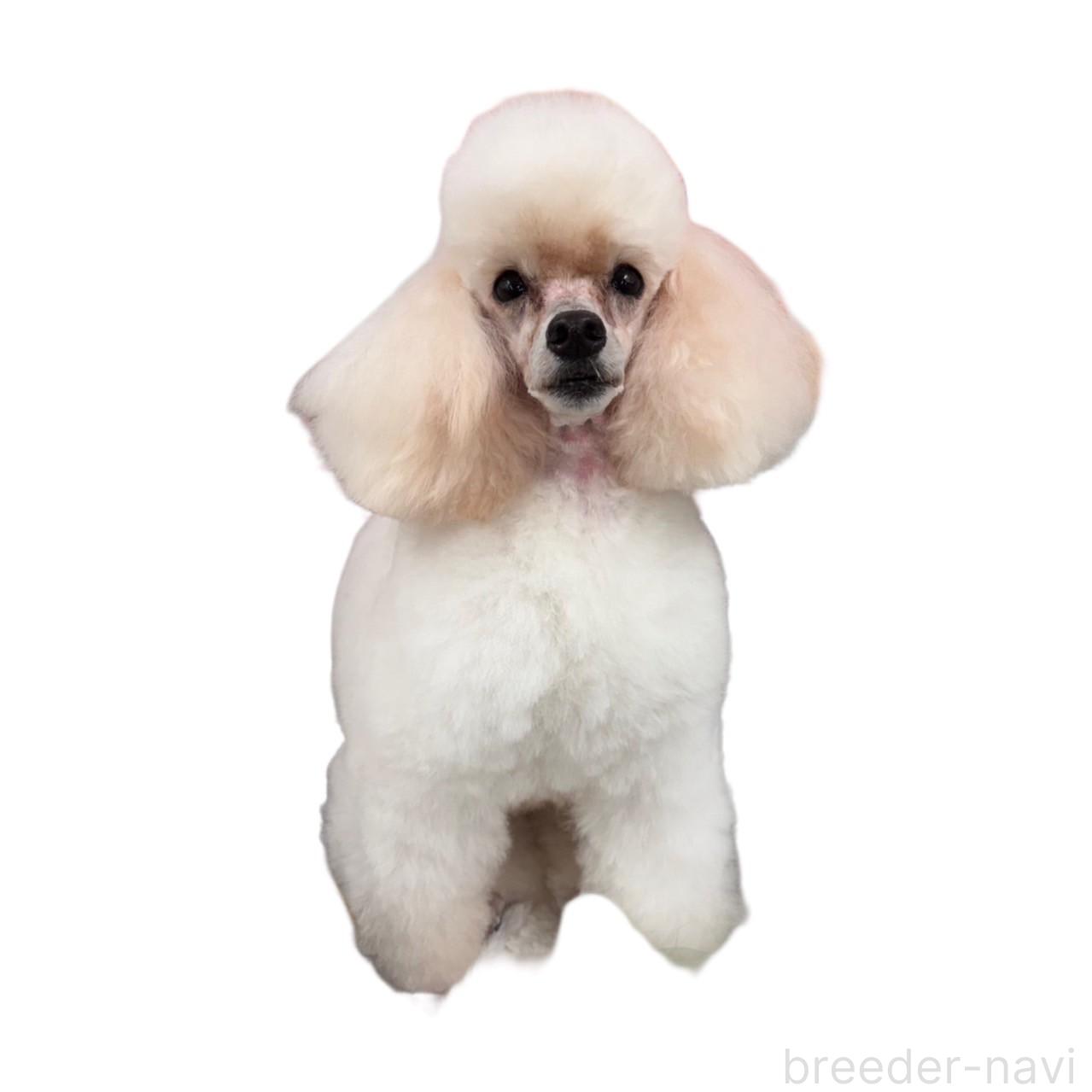 フィフィちゃん1枚目