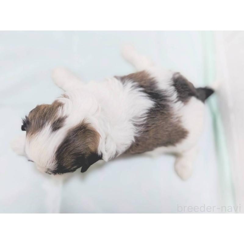 成約済の山形県のマルシーズー:マルチーズ×シーズー-396066の2枚目