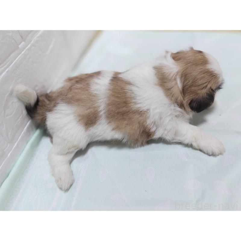 成約済の山形県のマルシーズー:マルチーズ×シーズー-396064の2枚目