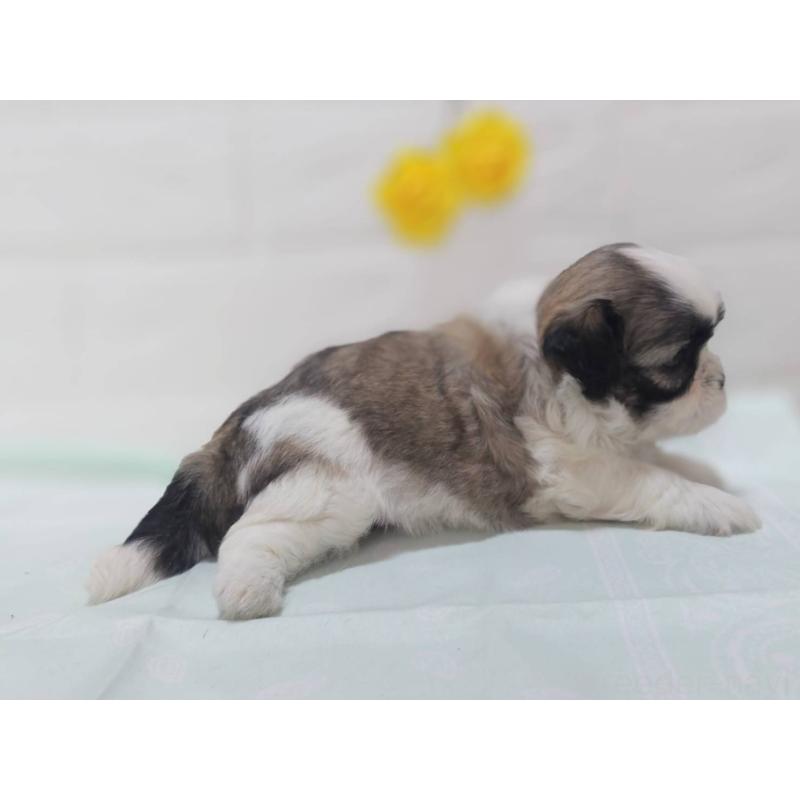 成約済の山形県のマルシーズー:マルチーズ×シーズー-396063の2枚目