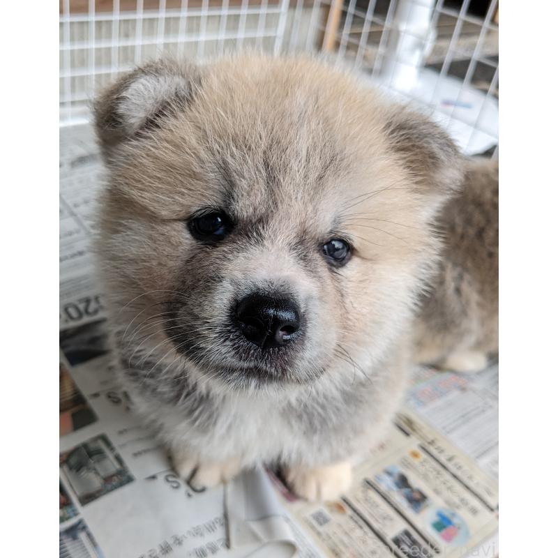 販売中の滋賀県の秋田犬-398955の4枚目